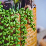 2 Stück Künstliche Grün Pflanzen Hängepflanze Sukkulenten mit Real Touch Aloe Vera Sukkulente Plug Pflanzen für Innen Äußer Hausgarten Dekoration Hochzeitsgirlande 54 cm
