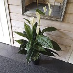 Evergreener Künstliche Spathiphyllum mit DREI Blumen im Topf Deko Pflanze Spathiphyllum für Innen Kunstpflanze groß Deko für Wohnzimmer Bad Schlafzimmer Balkon 95 cm hoch