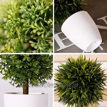 FagusHome 20cm Hoch Künstliche Pflanzen im Topf 3 Stücke künstlichen Buchsbaum Topiary Baum kleinen Kunstpflanzen in weißen Plastiktopf B