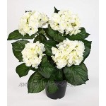 Hortensienbusch Deluxe 42cm weiß-Creme im Topf LM Kunstpflanzen künstliche Hortensie Pflanzen Blumen
