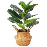 Künstliche Pflanze Geigenblatt Feigenbaum 56cm Kunstpflanzen im Seegraskorb Tropical Hawaii Grün Plastik Pflanze für Küche Schlafzimmer Bürogebrauch Garten Hochzeit Deco1 Pack