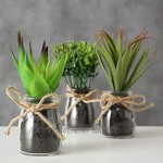 Spetebo Kunstpflanze im Glas klein 3er Set Sukkulenten Set Tischdeko Büro Pflanze künstlich grün