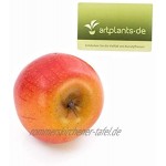 artplants.de Deko Apfel orange rot 8cm Ø 8cm Plastik Obst Künstliches Obst