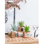 Opps Mini Künstliche Pflanzen Kunststoff Sukkulente Kaktus Grün Gras mit spezieller Kann Topf Design für Home Décor 3 Pcs Goldfarben