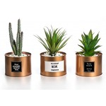 Opps Mini Künstliche Pflanzen Kunststoff Sukkulente Kaktus Grün Gras mit spezieller Kann Topf Design für Home Décor 3 Pcs Goldfarben