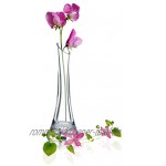 Garbanzo-Shop 1 Stück Höhe 20cm Vase Glas für Einzelblumen Rosen oder kleine Gebinde schöne Glasvase für jeden Tisch,